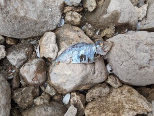 Fish Carcass on Beach Stones
