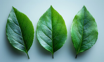Fototapeta premium Three vibrant green leaves arranged on a light background indoors. Three fresh green leaves showcase various textures and shades, contrasting against a light backdrop