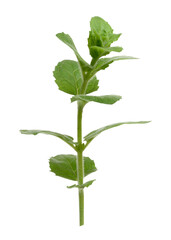 Green mint leaf on white isolated background, close up
