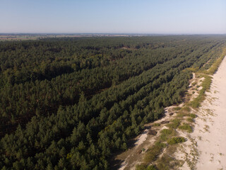 Las nad Morzem Bałtyckim w Zatoce Gdańskiej/Forest by the Baltic Sea in Gdansk Bay, Pomerania,...