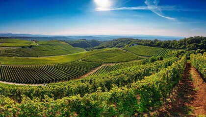Fototapeta premium vineyard in region