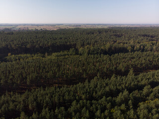 Las nad Morzem Bałtyckim w Zatoce Gdańskiej/Forest by the Baltic Sea in Gdansk Bay, Pomerania,...
