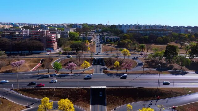 yellow ipe trees in the streets and earwigs of Brasilia - Brazil