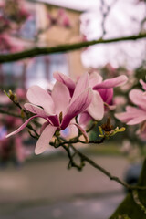 Cherry blooming in Ghent. Sakura