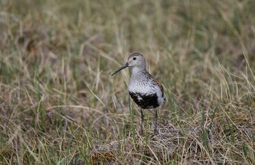 Dunlin (Calidris alpina arcticola)  in breeding plumage