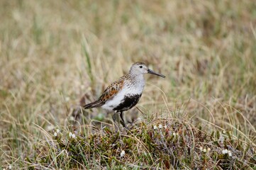 Dunlin (Calidris alpina arcticola)  calling