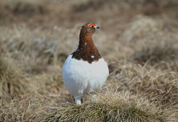 Male Willow Ptarmigan (Lagopus lagopus) in breeding plumage