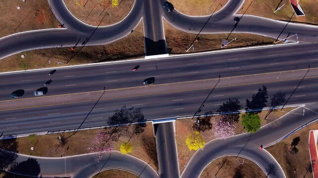 yellow ipe trees in the streets and earwigs of Brasilia - Brazil