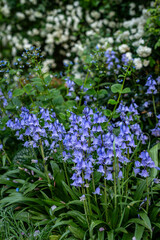 Fototapeta premium Blooming flowers in the garden