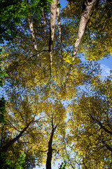 Autumn forest view from below into the sky. Yellow and green leaves. Beech forest view from below into the sky, autumn season.