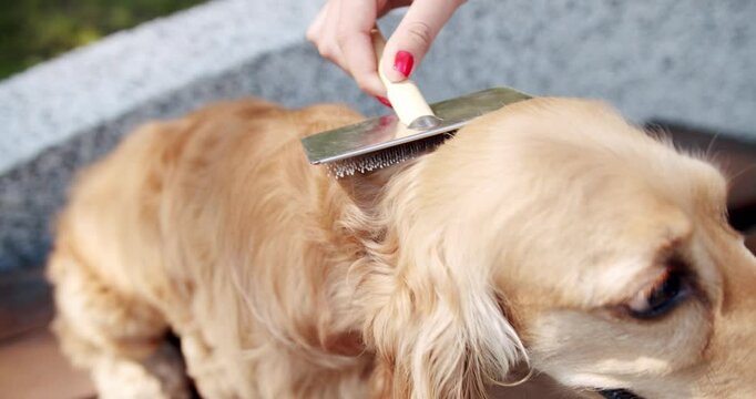 The woman's hand combed the dog with combs. Happy Dog on summer time, weekend picnic. A beautiful brown haired dog is sitting on the street. Cocker Spaniel in park, English cocker spaniel rests.