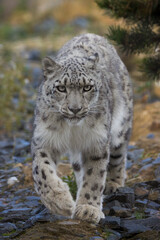 Snow leopard on the prowl