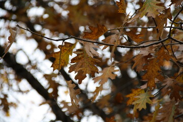 Autum leafs
