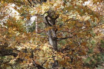 Autum leafs