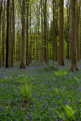 Wild Hyacinthsin the forests of Belgium
