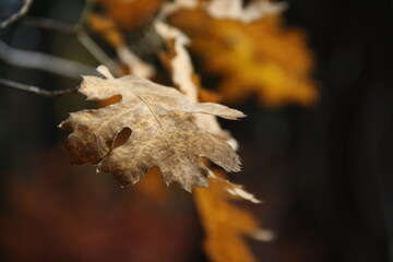 Autum leafs