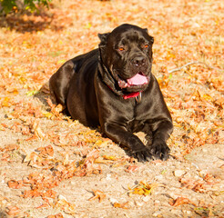 Female Cane Corso Pregnant and Days Before Delivery. Grand champion bloodlined pedigreed one...