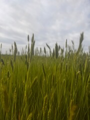 green wheat field