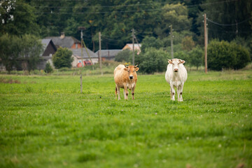 Fototapeta premium Two cows standing on a green field with a village in the background, one brown and one white.