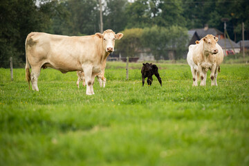 Obraz premium group of cows, including a black calf, stand together in a green field, with farm buildings in the background