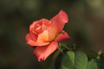 red rose 