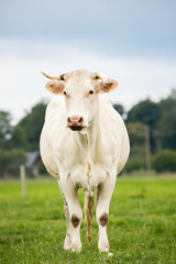 close-up of a white cow with short horns standing in a green pasture, looking directly at the camera.