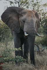 Fototapeta premium Wildlife in Africa 