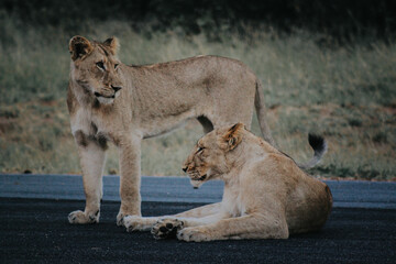 Wildlife in Africa 