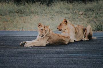 Wildlife in Africa 