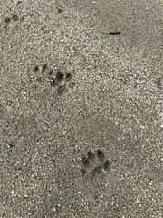 Animal paw prints on sandy ground
