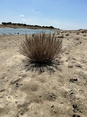 Dry bush on barren lakeside under clear sky with distant water