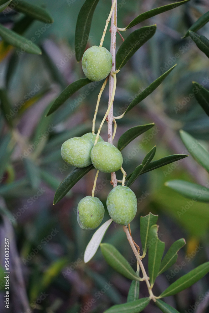 Wall mural organically grown olive fruits damaged by weather conditions, vertical view