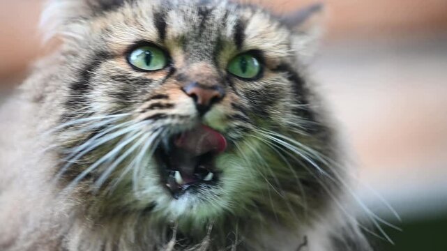 Fluffy cat licking its lips and yawning widely, showcasing its green eyes and adorable whiskers in a close up portrait. Slow motion footage