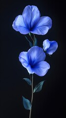 Butterfly pea flower in a vibrant and highly detailed macro photo