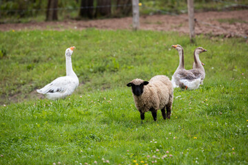 lone sheep stands in a green field while geese linger nearby, illustrating a peaceful rural scene on a farm.