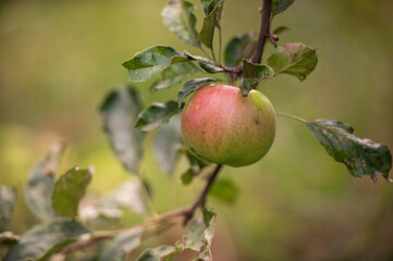 Obraz premium apples on the branch in the garden 
