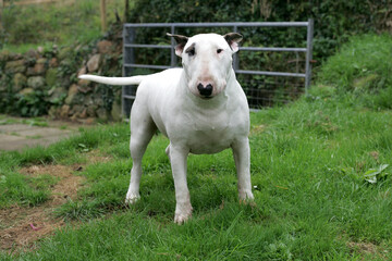English Staffordshire Bull Terrier Puppy playing in the garden