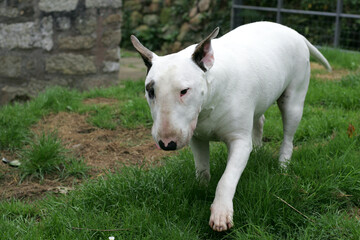 English Staffordshire Bull Terrier Puppy playing in the garden