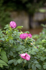 pink rose bush