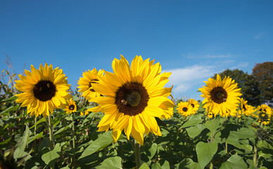sunflower field with blooming flowers, blue sky above