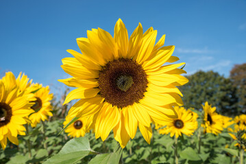 Fototapeta premium blooming sunflowers in the field, blue sky above