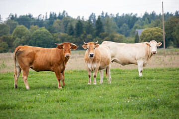 Three cows grazing in a lush green field, representing organic cattle farming in a natural rural setting.