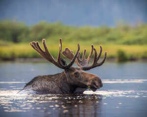 Bull Shiras Moose - alces alces - swimming in high mountain valley pond at dusk Colorado, USA