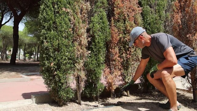 A man raking the soil. Brown and dry hedges. It usually occurs mainly in cypress trees. Conifers in general. Fertilizer, pruning, irrigation, fungicide, dryness, rake, scissors, hedges.