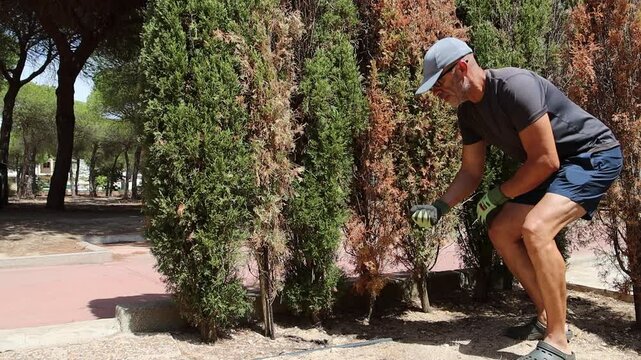 A man with gloves spreading granulated fertilizer on the ground. Brown and dry hedges. It usually occurs especially in cypresses. Conifers in general. Fertilizer, pruning, watering, fungicide, dryness