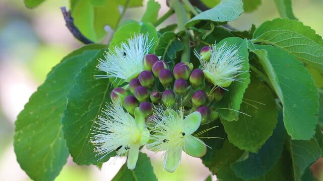 Pequi flowers (caryocar brasiliense) with pollinating insects, 4k video in selective focus and fine details. Relaxing scenery of idyllic wild nature.