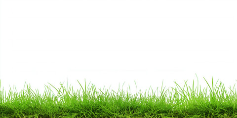 Obraz premium Fresh Green Grass Border Isolated on White Background - Natural Lawn Texture for Landscaping, Spring, and Summer Designs 