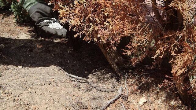 A gloved hand spreading granulated fertilizer on the ground. Brown and dry hedges. It usually occurs especially in cypresses. Conifers in general. Fertilizer, pruning, watering, fungicide, dryness.
