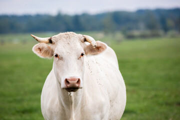A close-up portrait of a white cow with a single horn, standing in a grassy field.