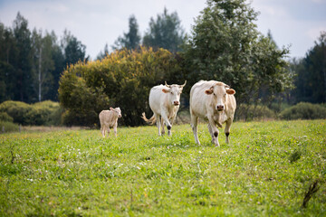 Fototapeta premium Four cows walking toward the camera through a grassy field, with trees in the background and some yellow wildflowers scattered around.